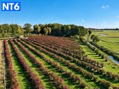 Perspektyvus Šilauogių Ūkis – 3,85 Ha Sklypas - nuotraukos Nr. 6