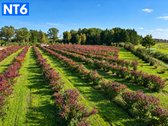 Perspektyvus Šilauogių Ūkis – 3,85 Ha Sklypas - nuotraukos Nr. 16