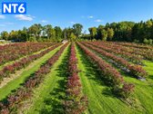 Perspektyvus Šilauogių Ūkis – 3,85 Ha Sklypas - nuotraukos Nr. 7