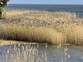 Puikus, jaukus, kokybiškai įrengtas butukas - nuotraukos Nr. 15