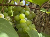 „Privati poilsio vieta prie miško – namelis - nuotraukos Nr. 13