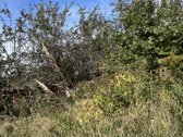 Parduodamas sodo sklypas Šveicarų kaime, - nuotraukos Nr. 5