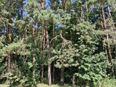 Sklypas Privačių Namų Gyvenvietėje, - nuotraukos Nr. 7