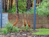 Parduodamas sublokuotas kotedžas Palangoje, - nuotraukos Nr. 18