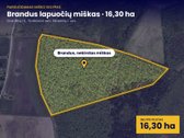  Parduodamas  brandus lapuočių miškas 16,30 - nuotraukos Nr. 3