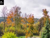 Ieškote naujų namų, kuriuos galėtumėte - nuotraukos Nr. 16