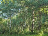 Su sklypu prie ežero, miškų, ežerų, kalvų ir - nuotraukos Nr. 27