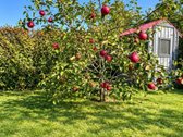 Sodo Namelis Ramioje, Miškais Apsuptoje Vietoje! - nuotraukos Nr. 18