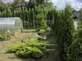 Parduodama sodyba Akmenės mieste – 10 a - nuotraukos Nr. 6