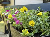 Parduodamas jaukus apartamentas Nidoje su 12 - nuotraukos Nr. 2