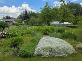 Parduodamas jaukus 9a sodas su mūriniu - nuotraukos Nr. 13