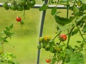 Parduodamas Išpuoselėtas 6 Arų Sodas - nuotraukos Nr. 7