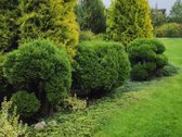 Parduodamas Išpuoselėtas 6 Arų Sodas - nuotraukos Nr. 11