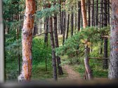 Palangoje, Pirmoje Linijoje Nuo Jūros – - nuotraukos Nr. 11