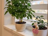 Parduodamas Šviesus Ir Erdvus 3 Kambarių - nuotraukos Nr. 13