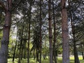 Parduodama išskirtinio gamtovaizdžio sodyba - nuotraukos Nr. 5