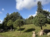 Parduodamas 3 ha (300 arų) sklypas su mūriniu - nuotraukos Nr. 2