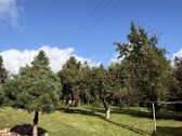 Parduodamas 3 ha (300 arų) sklypas su mūriniu - nuotraukos Nr. 6