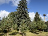 Parduodama išskirtinio gamtovaizdžio sodyba - nuotraukos Nr. 7