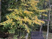 Parduodamas 3 ha (300 arų) sklypas su mūriniu - nuotraukos Nr. 28