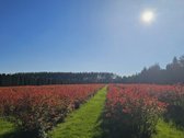 Parduodamas vienas didžiausių šilauogių ūkių - nuotraukos Nr. 3