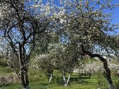 Parduodamas 8.5 a sklypas Naujajame - nuotraukos Nr. 9