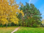 Rytinė Kava Su Vaizdu Į Miškelį. Nauja - nuotraukos Nr. 66