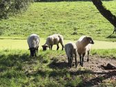 Parduodama Išskirtinė Ūkininko Sodyba Su - nuotraukos Nr. 19