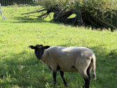 Parduodama Išskirtinė Ūkininko Sodyba Su - nuotraukos Nr. 20