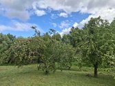 Sodyba parduodama kartu su žemės ūkio - nuotraukos Nr. 5