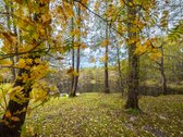 Ramioje Ir Pušynų Apsuptoje Nemirsetoje - nuotraukos Nr. 23