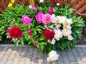 Parduodamas individualaus projekto pilnai - nuotraukos Nr. 46