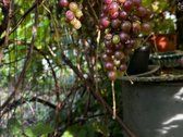 Parduodami Saulėti Ir Jaukūs Namai Šeimai - nuotraukos Nr. 19