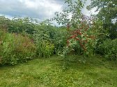 Parduodamas tvarkingas, prižiūrėtas ir - nuotraukos Nr. 2