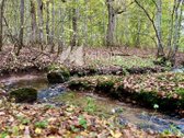 Unikalioje, itin ramioje vietoje, parduodama - nuotraukos Nr. 10