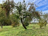 Unikalioje, itin ramioje vietoje, parduodama - nuotraukos Nr. 14
