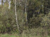 Parduodamas 2,33 ha sklypas su mišku – rami - nuotraukos Nr. 4