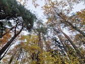 Molėtų Rajone Parduodama Renovuota Sodyba - - nuotraukos Nr. 25