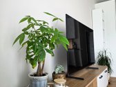 Parduodamas 1 Kambario Butas Dovo Zauniaus G. - nuotraukos Nr. 14