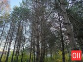 Parduodamas 19,61 Aro Namų Valdos Sklypas Su - nuotraukos Nr. 7