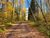 Parduodamas 3,2 Ha Miško Sklypas Su Juodžio - nuotraukos Nr. 4