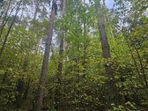 Parduodamas miško ūkio paskirties žemės sklypas. - nuotraukos Nr. 2