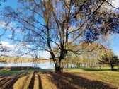Parduodamas Išskirtinio Grožio Pušų Ir Beržų - nuotraukos Nr. 6