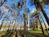 Parduodamas Išskirtinio Grožio Pušų Ir Beržų - nuotraukos Nr. 8