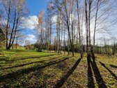 Parduodamas Išskirtinio Grožio Pušų Ir Beržų - nuotraukos Nr. 20