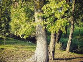 Tauragės rajone (Žygaičių miest.) parduodamas - nuotraukos Nr. 6