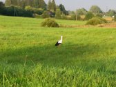 Lekėčių kaime, Šakių rajone, ramioje, - nuotraukos Nr. 5