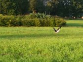 Lekėčių kaime, Šakių rajone, ramioje, - nuotraukos Nr. 6