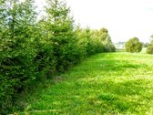 Kurnėnų K., Alytaus R., parduodami sklypai - nuotraukos Nr. 2 | Skelbiu.lt Kurnėnų K., Alytaus R., parduodami sklypai - nuotraukos Nr. 2