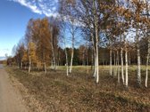 Išskirtinis Sklypas Gamtos Apsuptyje – 5 Km - nuotraukos Nr. 5